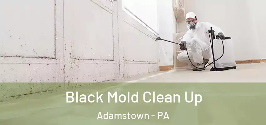 Black Mold Clean Up Adamstown - PA