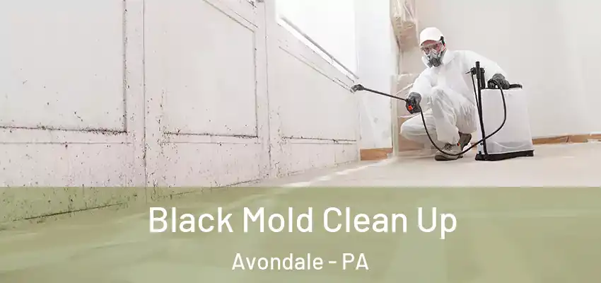Black Mold Clean Up Avondale - PA