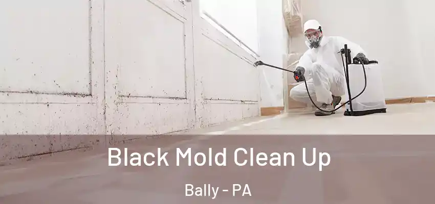 Black Mold Clean Up Bally - PA