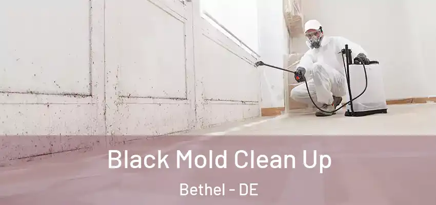 Black Mold Clean Up Bethel - DE