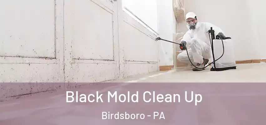  Black Mold Clean Up Birdsboro - PA