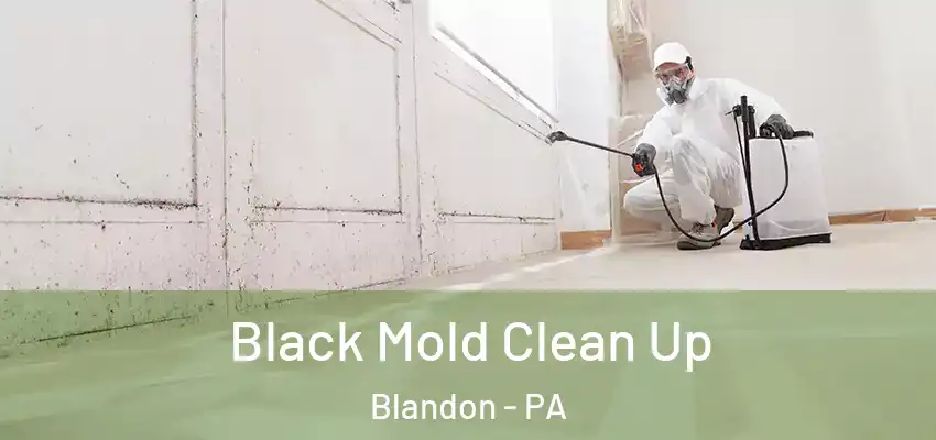 Black Mold Clean Up Blandon - PA