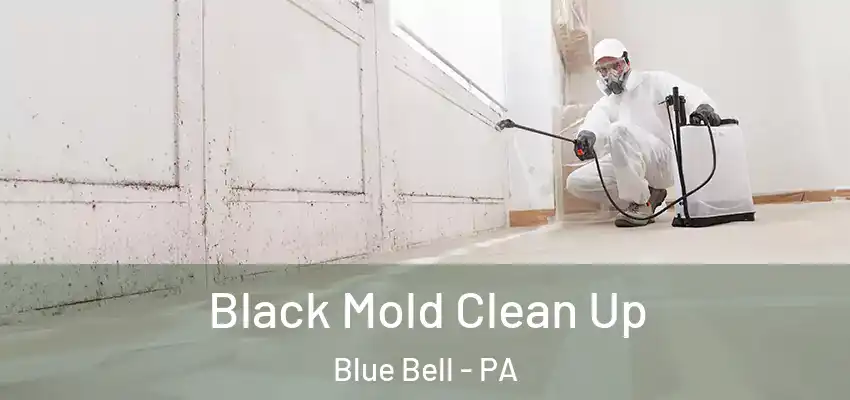  Black Mold Clean Up Blue Bell - PA