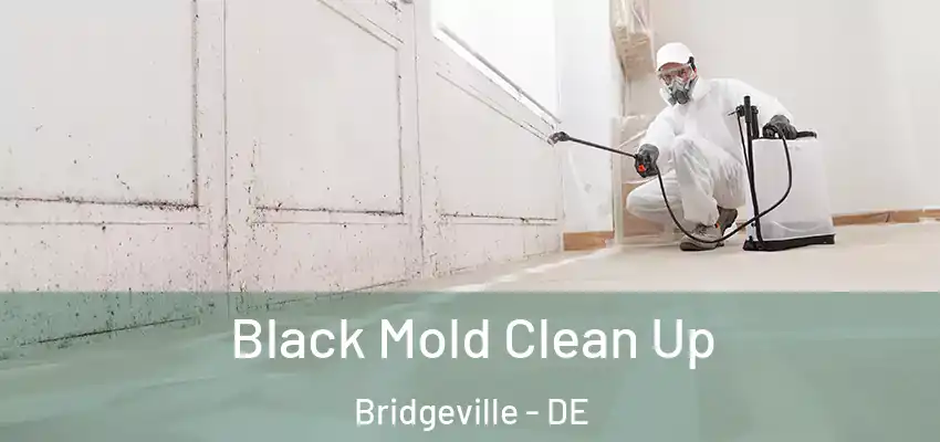 Black Mold Clean Up Bridgeville - DE