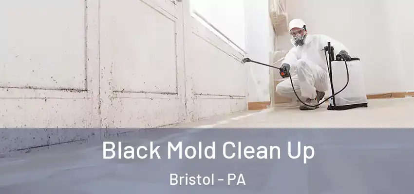 Black Mold Clean Up Bristol - PA
