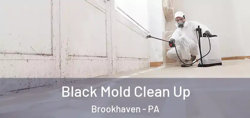 Black Mold Clean Up Brookhaven - PA