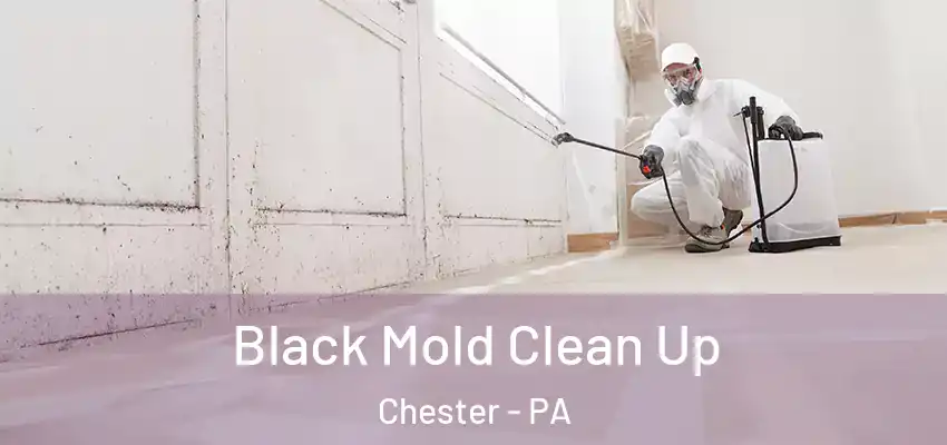 Black Mold Clean Up Chester - PA