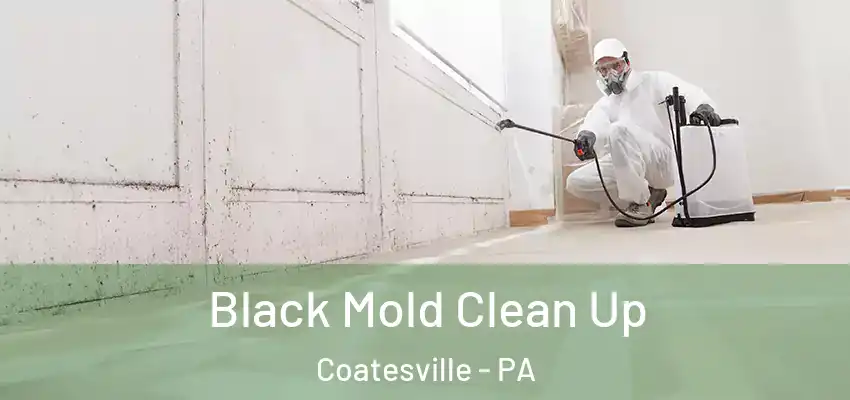 Black Mold Clean Up Coatesville - PA