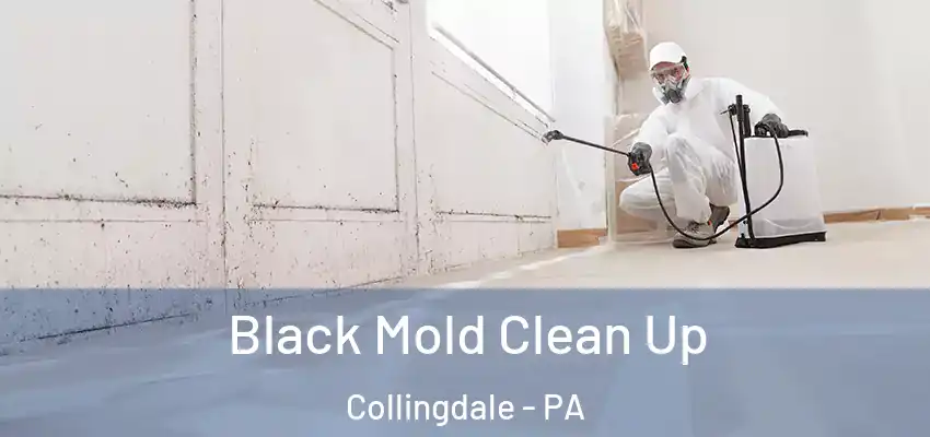 Black Mold Clean Up Collingdale - PA