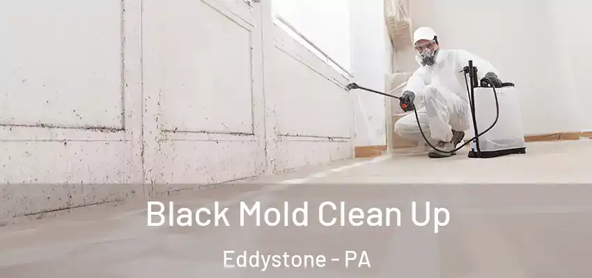 Black Mold Clean Up Eddystone - PA