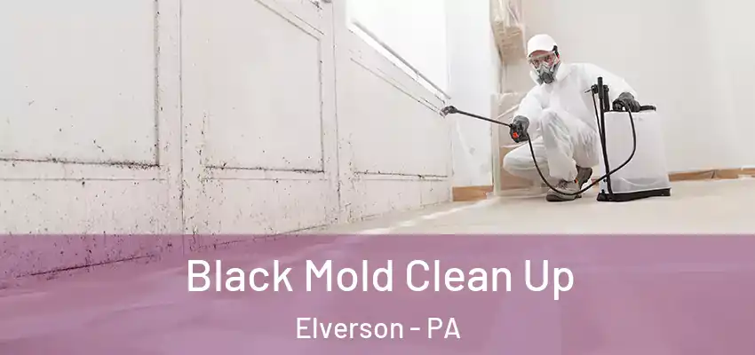 Black Mold Clean Up Elverson - PA