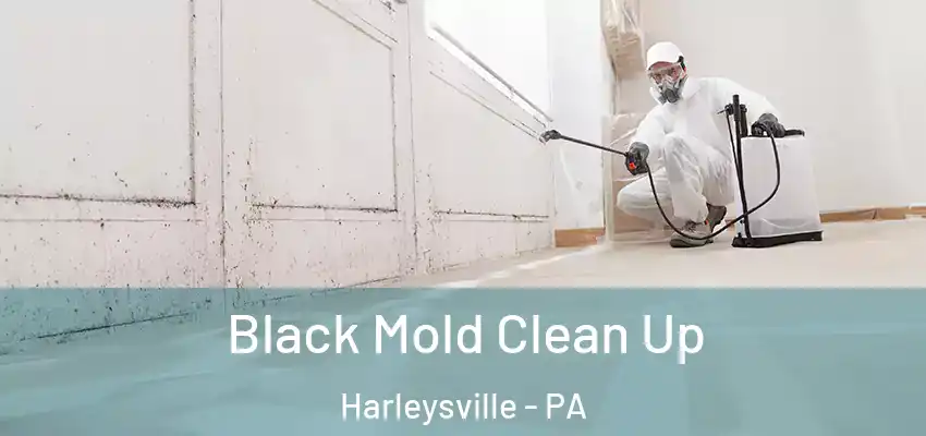 Black Mold Clean Up Harleysville - PA