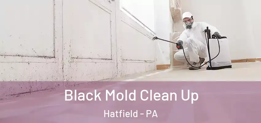Black Mold Clean Up Hatfield - PA