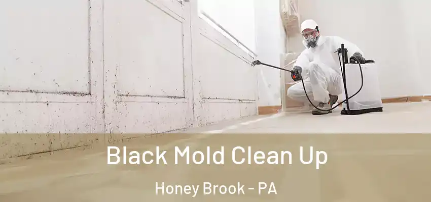 Black Mold Clean Up Honey Brook - PA