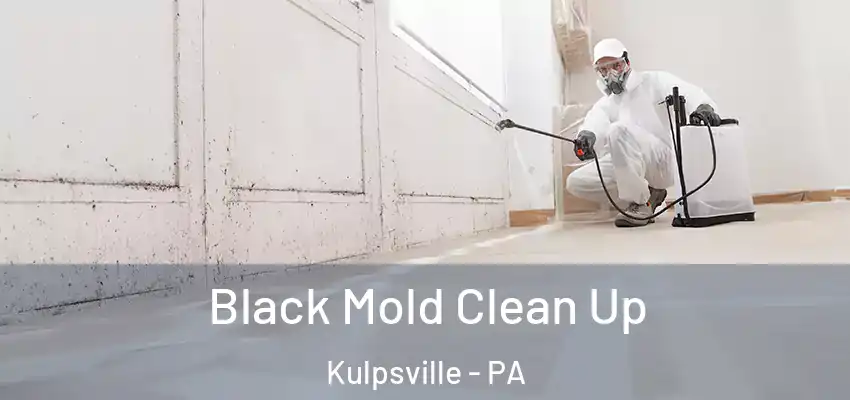 Black Mold Clean Up Kulpsville - PA