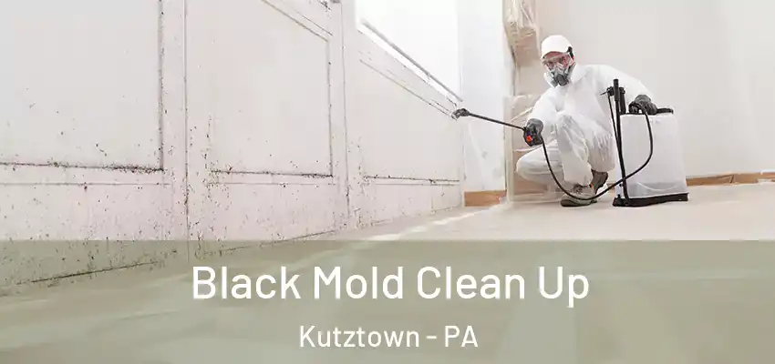 Black Mold Clean Up Kutztown - PA
