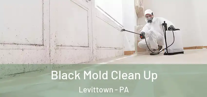  Black Mold Clean Up Levittown - PA