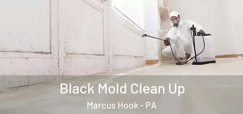  Black Mold Clean Up Marcus Hook - PA
