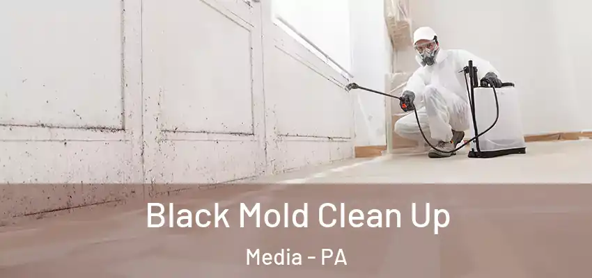  Black Mold Clean Up Media - PA