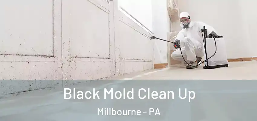  Black Mold Clean Up Millbourne - PA