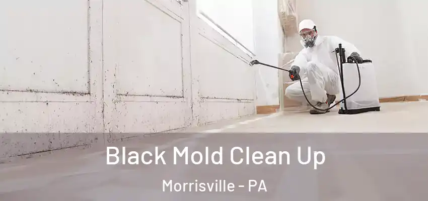Black Mold Clean Up Morrisville - PA