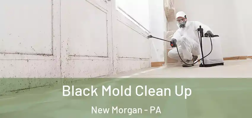  Black Mold Clean Up New Morgan - PA