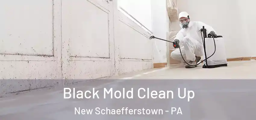 Black Mold Clean Up New Schaefferstown - PA
