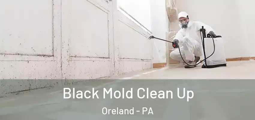 Black Mold Clean Up Oreland - PA