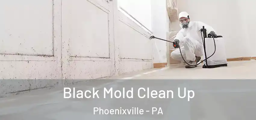  Black Mold Clean Up Phoenixville - PA