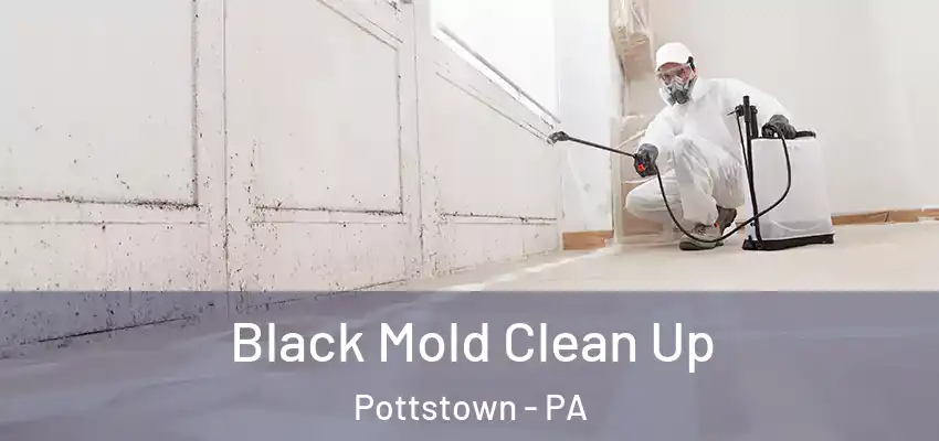 Black Mold Clean Up Pottstown - PA