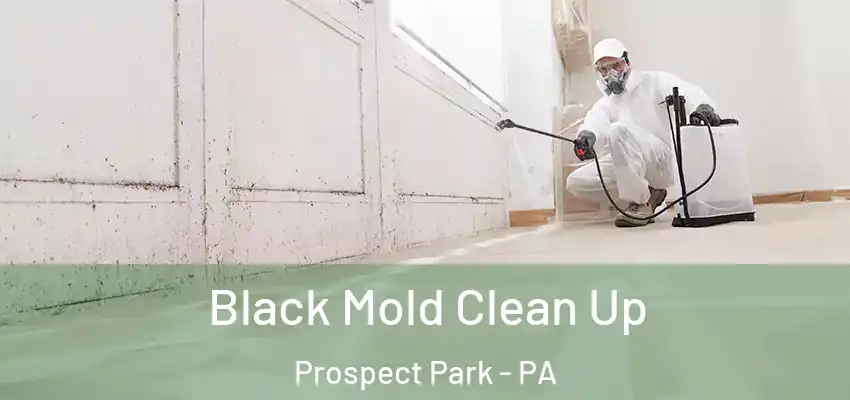 Black Mold Clean Up Prospect Park - PA