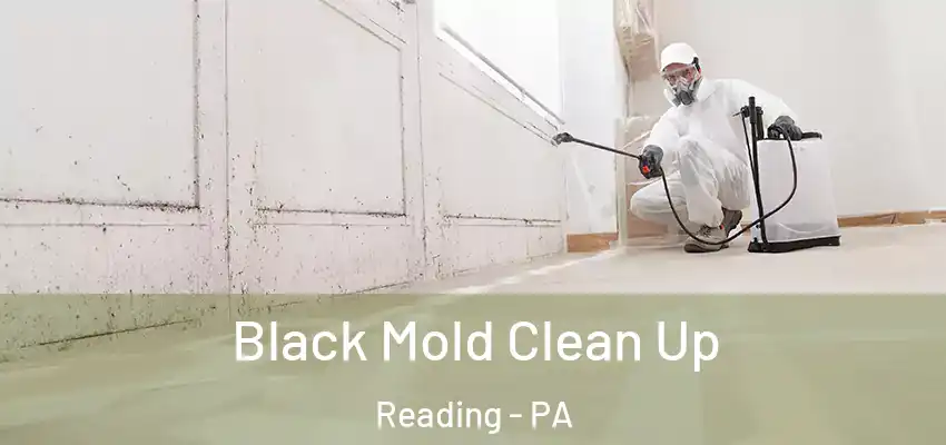 Black Mold Clean Up Reading - PA