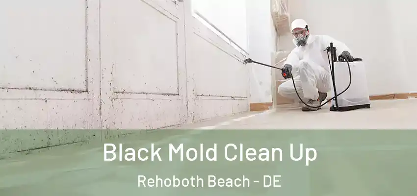 Black Mold Clean Up Rehoboth Beach - DE