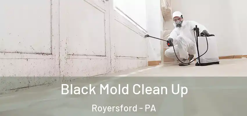 Black Mold Clean Up Royersford - PA