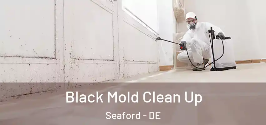 Black Mold Clean Up Seaford - DE