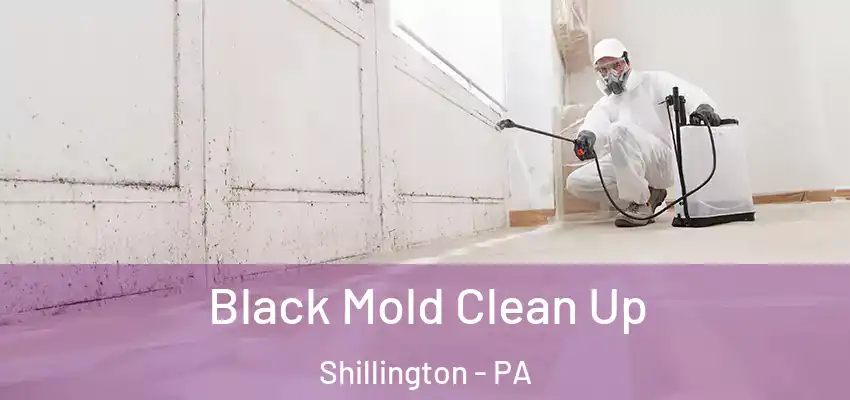Black Mold Clean Up Shillington - PA