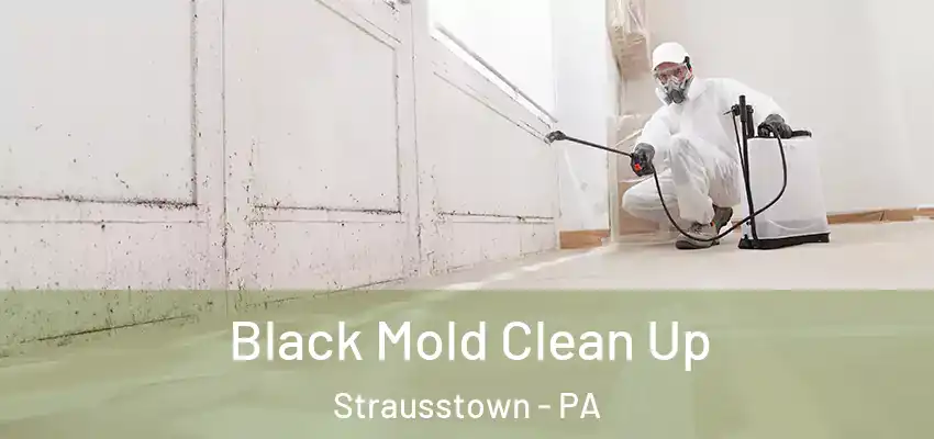 Black Mold Clean Up Strausstown - PA