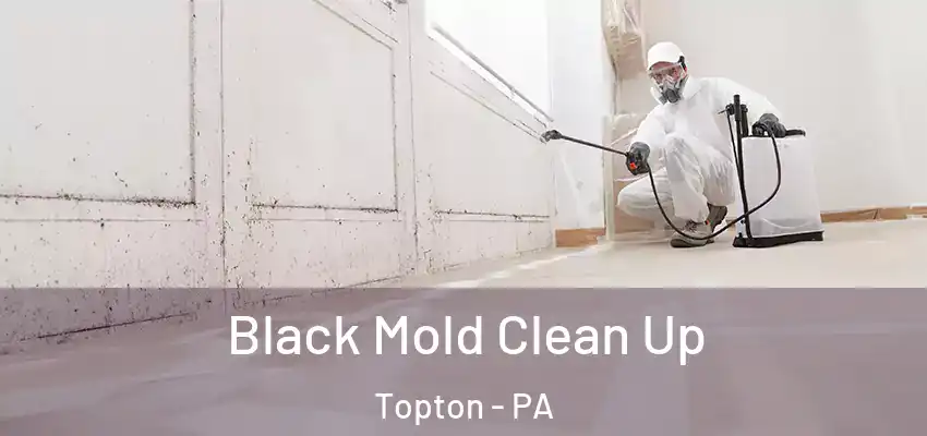 Black Mold Clean Up Topton - PA