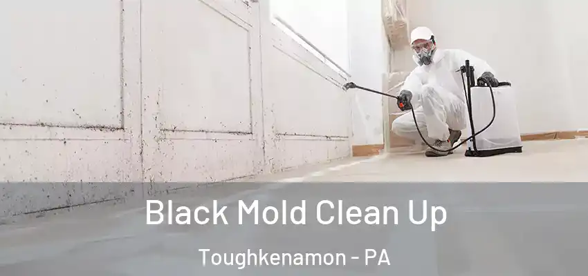  Black Mold Clean Up Toughkenamon - PA