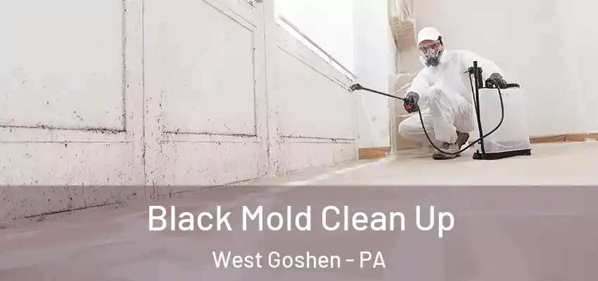  Black Mold Clean Up West Goshen - PA