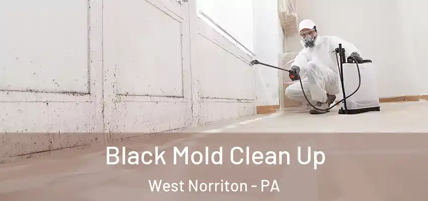 Black Mold Clean Up West Norriton - PA
