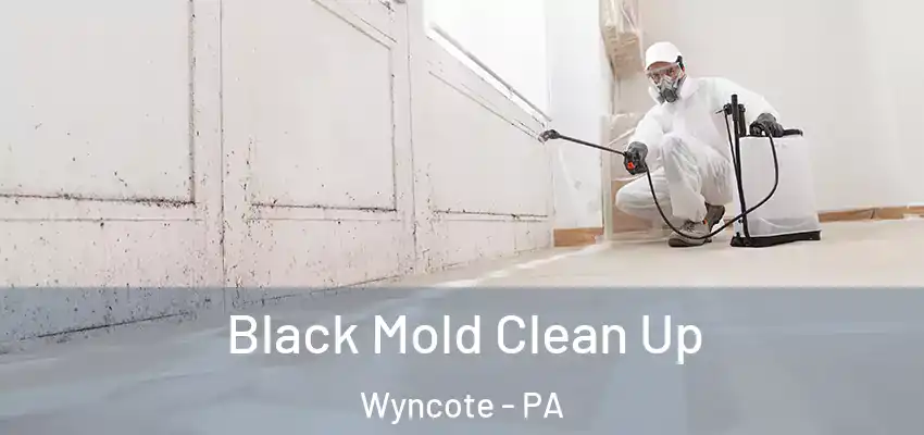 Black Mold Clean Up Wyncote - PA