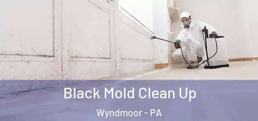  Black Mold Clean Up Wyndmoor - PA