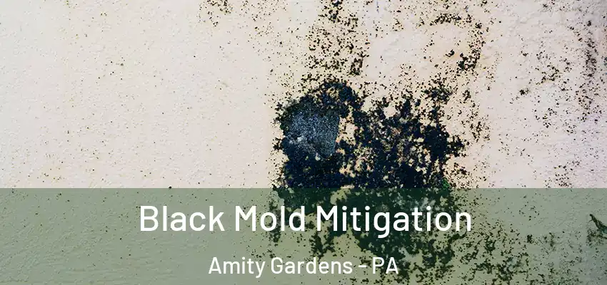 Black Mold Mitigation Amity Gardens - PA