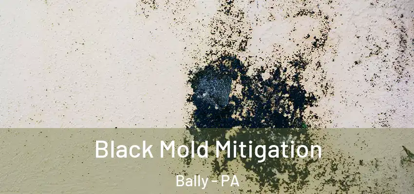 Black Mold Mitigation Bally - PA