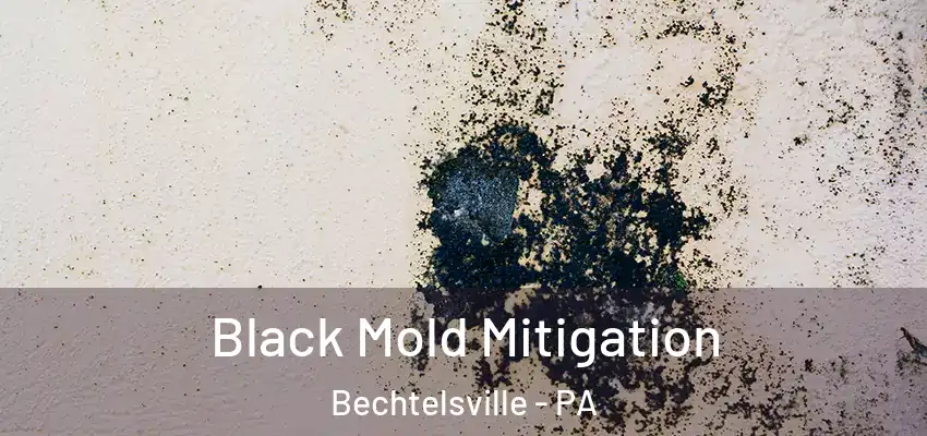  Black Mold Mitigation Bechtelsville - PA