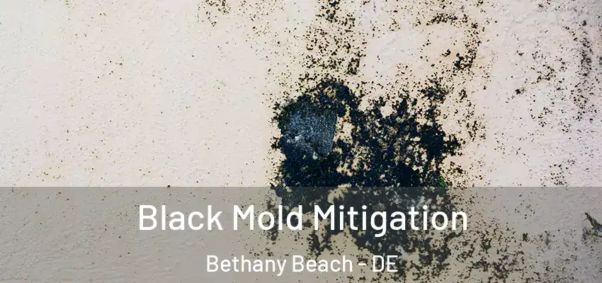 Black Mold Mitigation Bethany Beach - DE