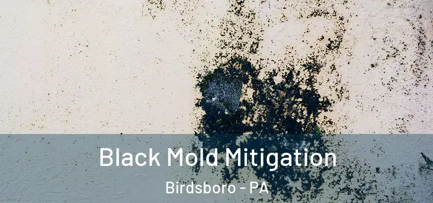 Black Mold Mitigation Birdsboro - PA