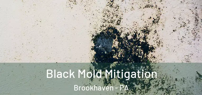 Black Mold Mitigation Brookhaven - PA
