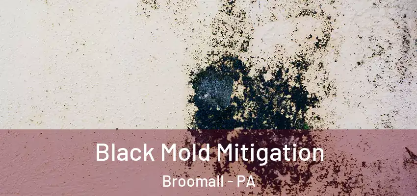 Black Mold Mitigation Broomall - PA